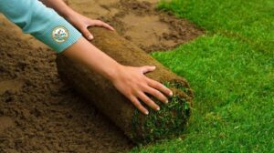 Dịch vụ trồng cỏ sân vườn