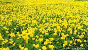 Trồng cỏ đậu(Cpr lạc) ở Bình Dương