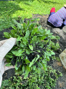 Trồng Cỏ lá gừng ở Bình Dương