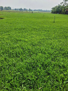 Mua giống cỏ lá gừng ta