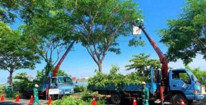 Cưa hạ cây ở Bình Dương