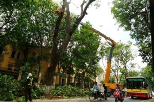 Chặt cây ở Bình Dương