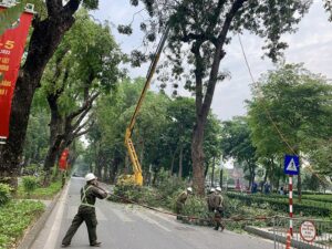 Cưa cây ở Bình Dương