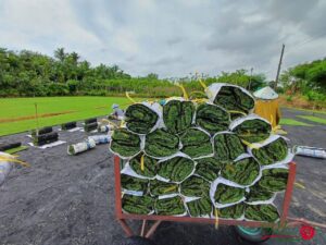 Cỏ sân vườn